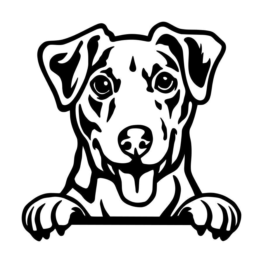 Jack Russell