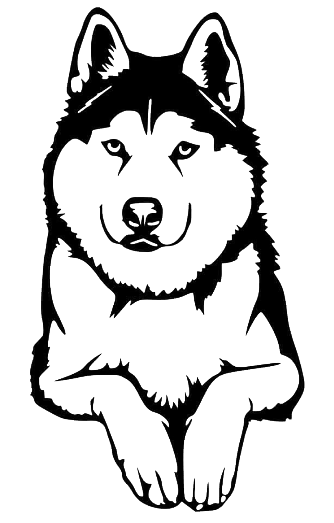 Husky Dog