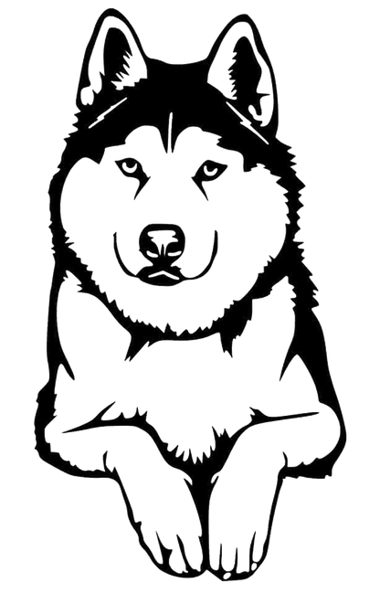 Husky Dog