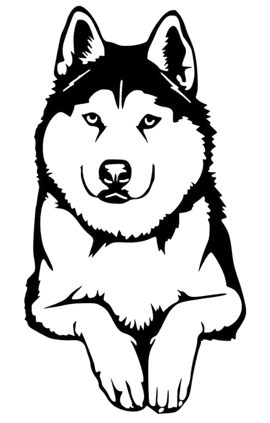 Husky Dog
