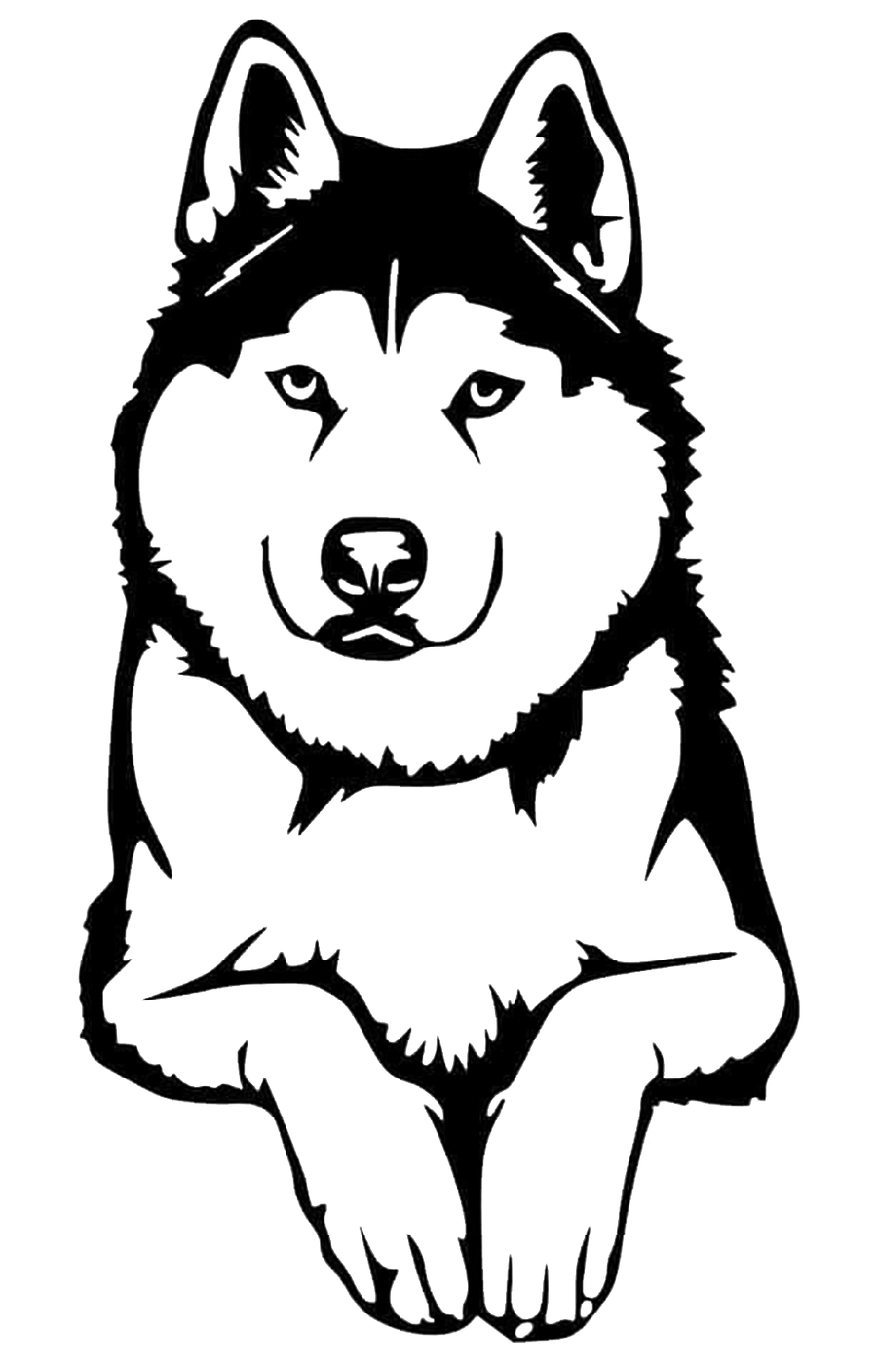Husky Dog